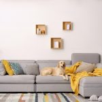 Hund auf Sofa - Tierhaare vom Polstermöbel entfernen - Tipps der Polsterei Löffelsend aus Buchholz im Landkreis Harburg